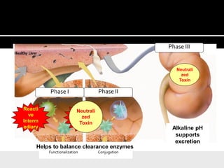 Provides comprehensive support for all three
phases of detoxification
Alkaline pH
supports
excretion
Helps to balance clearance enzymes
Toxi
n
Reacti
ve
Interm
ediary
Reacti
ve
Interm
ediary
Neutrali
zed
Toxin
Neutrali
zed
Toxin
ConjugationFunctionalization
Phase I Phase II
Phase III
 