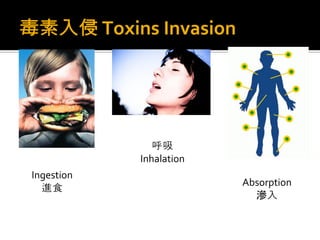 毒素入侵 Toxins Invasion
Ingestion
進食
呼吸
Inhalation
Absorption
滲入
 