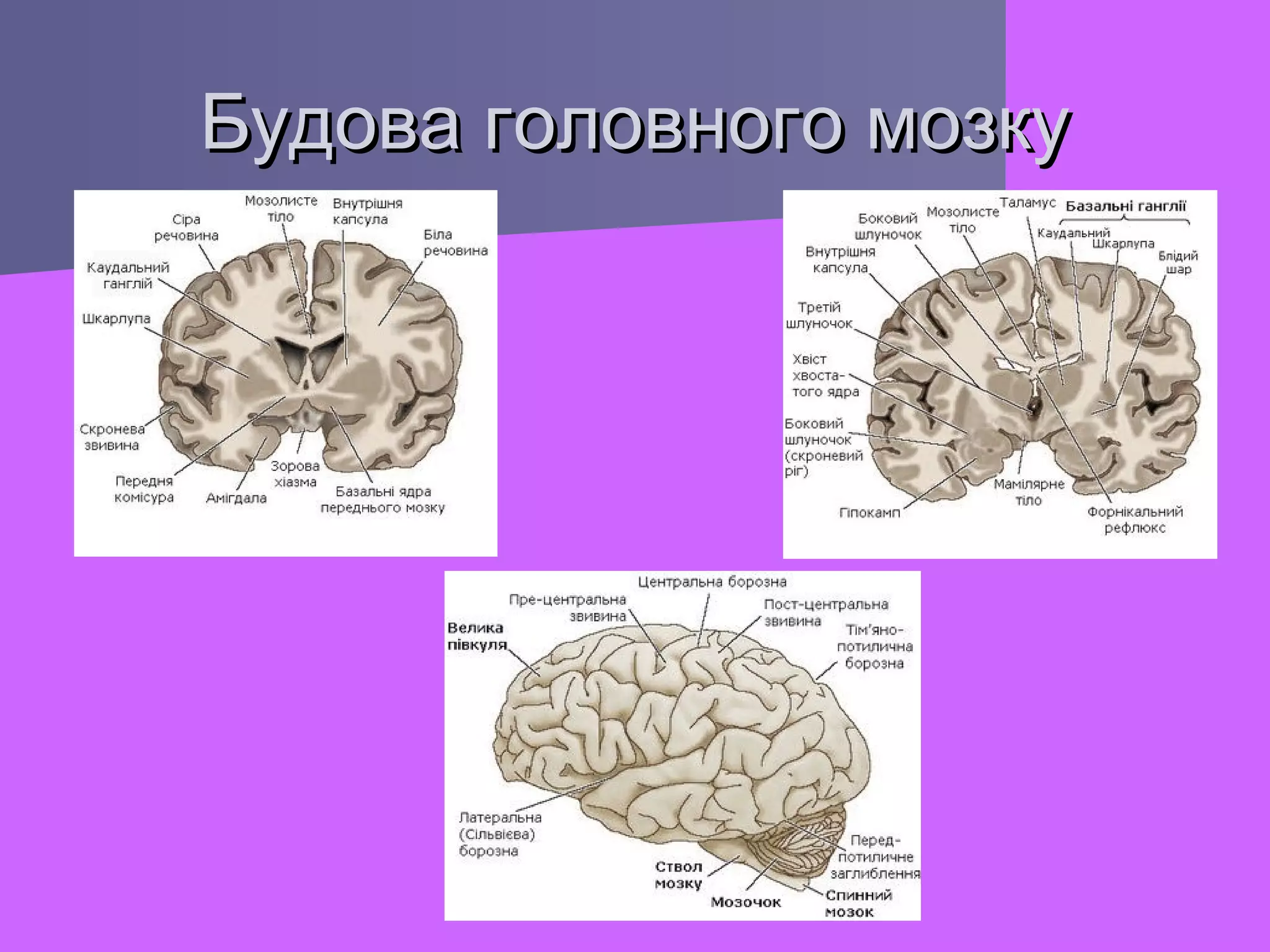 Будова головного мозку

 