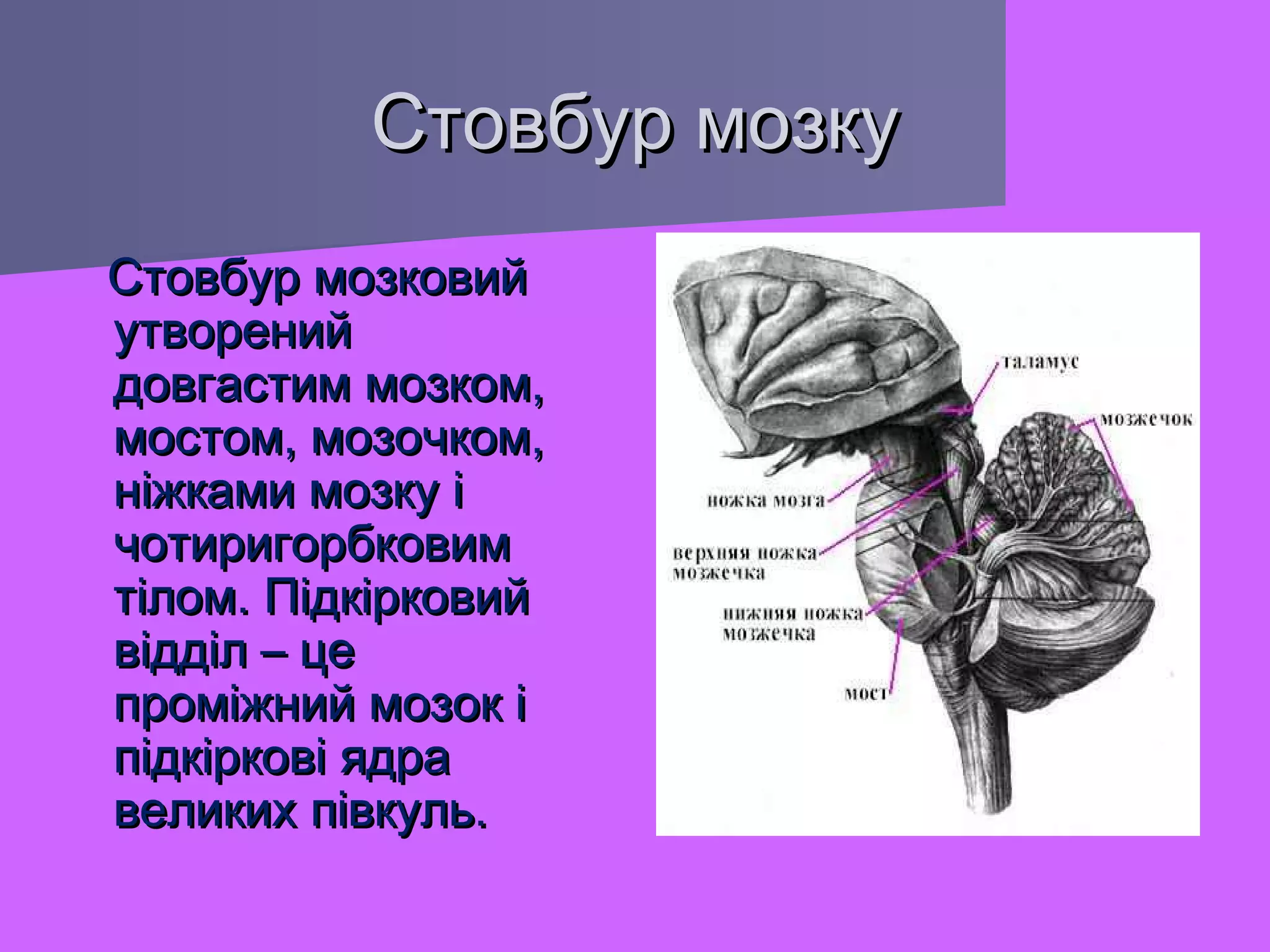 Стовбур мозку
Стовбур мозковий
утворений
довгастим мозком,
мостом, мозочком,
ніжками мозку і
чотиригорбковим
тілом. Підкірковий
відділ – це
проміжний мозок і
підкіркові ядра
великих півкуль.

 