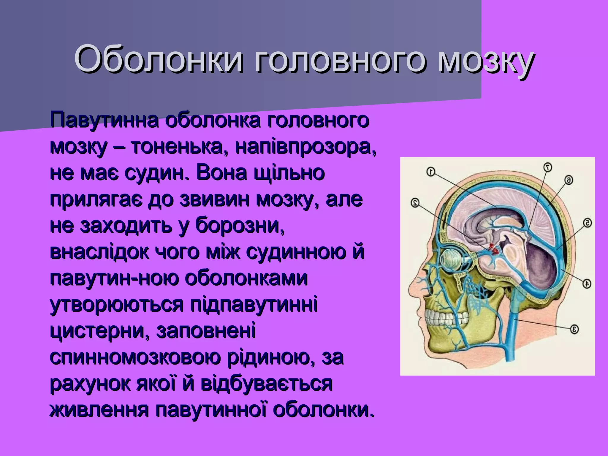 Оболонки головного мозку
Павутинна оболонка головного
мозку – тоненька, напівпрозора,
не має судин. Вона щільно
прилягає до звивин мозку, але
не заходить у борозни,
внаслідок чого між судинною й
павутин-ною оболонками
утворюються підпавутинні
цистерни, заповнені
спинномозковою рідиною, за
рахунок якої й відбувається
живлення павутинної оболонки.

 