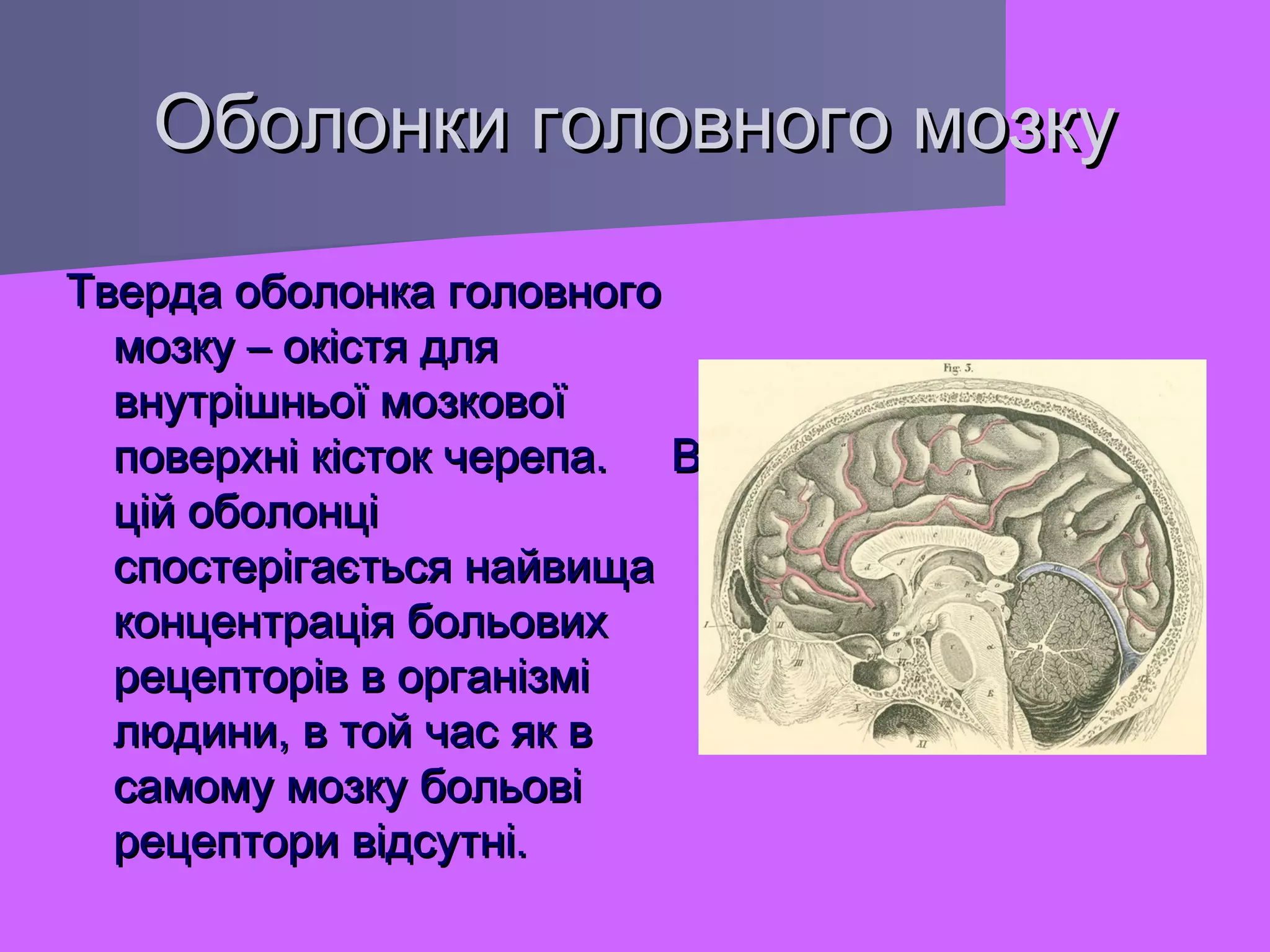 Оболонки головного мозку
Тверда оболонка головного
мозку – окістя для
внутрішньої мозкової
поверхні кісток черепа. В
цій оболонці
спостерігається найвища
концентрація больових
рецепторів в організмі
людини, в той час як в
самому мозку больові
рецептори відсутні.

 