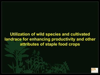 Utilization of wild species and cultivated
landrace for enhancing productivity and other
         attributes of staple food crops
 