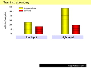 Banana tissue culture: from endophytes to market pathways | PDF