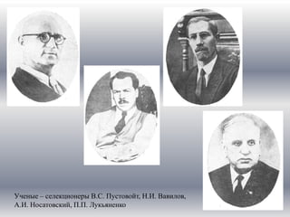 Ученые – селекционеры В.С. Пустовойт, Н.И. Вавилов,
А.И. Носатовский, П.П. Лукьяненко
 