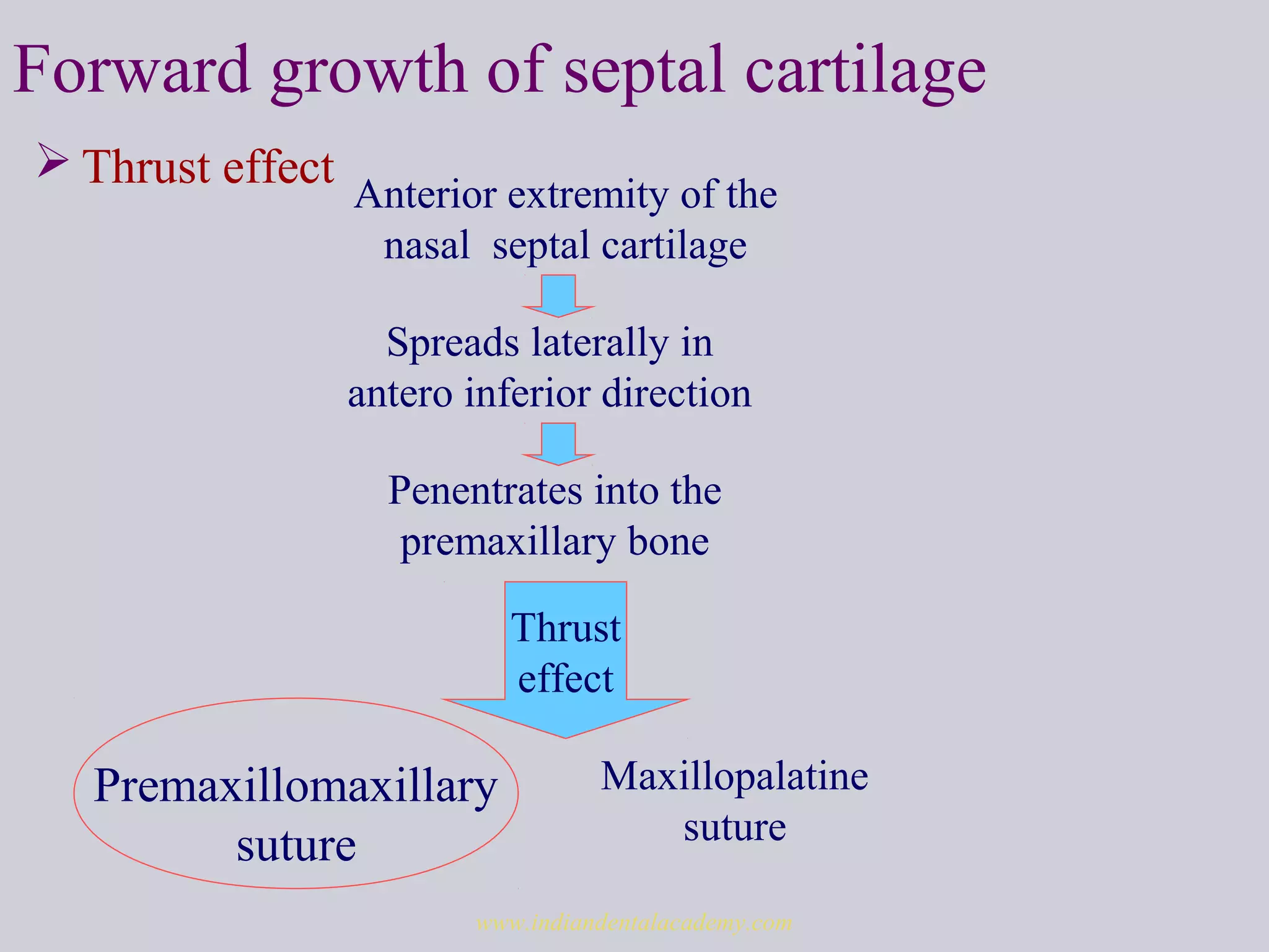 Forward growth of septal cartilage
 Thrust effect
Anterior extremity of the
nasal septal cartilage
Spreads laterally in
antero inferior direction
Penentrates into the
premaxillary bone
Premaxillomaxillary
suture
Maxillopalatine
suture
Thrust
effect
www.indiandentalacademy.com
 
