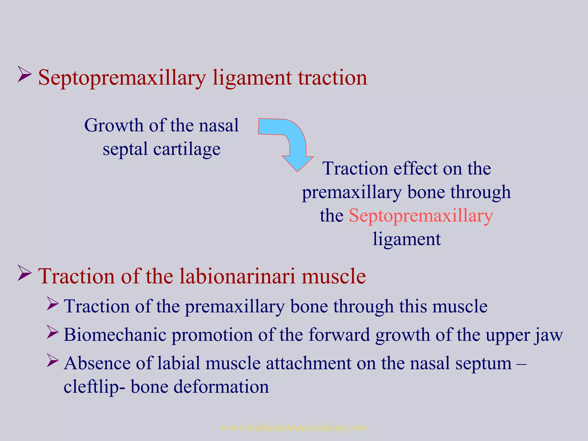  Septopremaxillary ligament traction
 Traction of the labionarinari muscle
Traction of the premaxillary bone through this muscle
Biomechanic promotion of the forward growth of the upper jaw
Absence of labial muscle attachment on the nasal septum –
cleftlip- bone deformation
Growth of the nasal
septal cartilage
Traction effect on the
premaxillary bone through
the Septopremaxillary
ligament
www.indiandentalacademy.com
 
