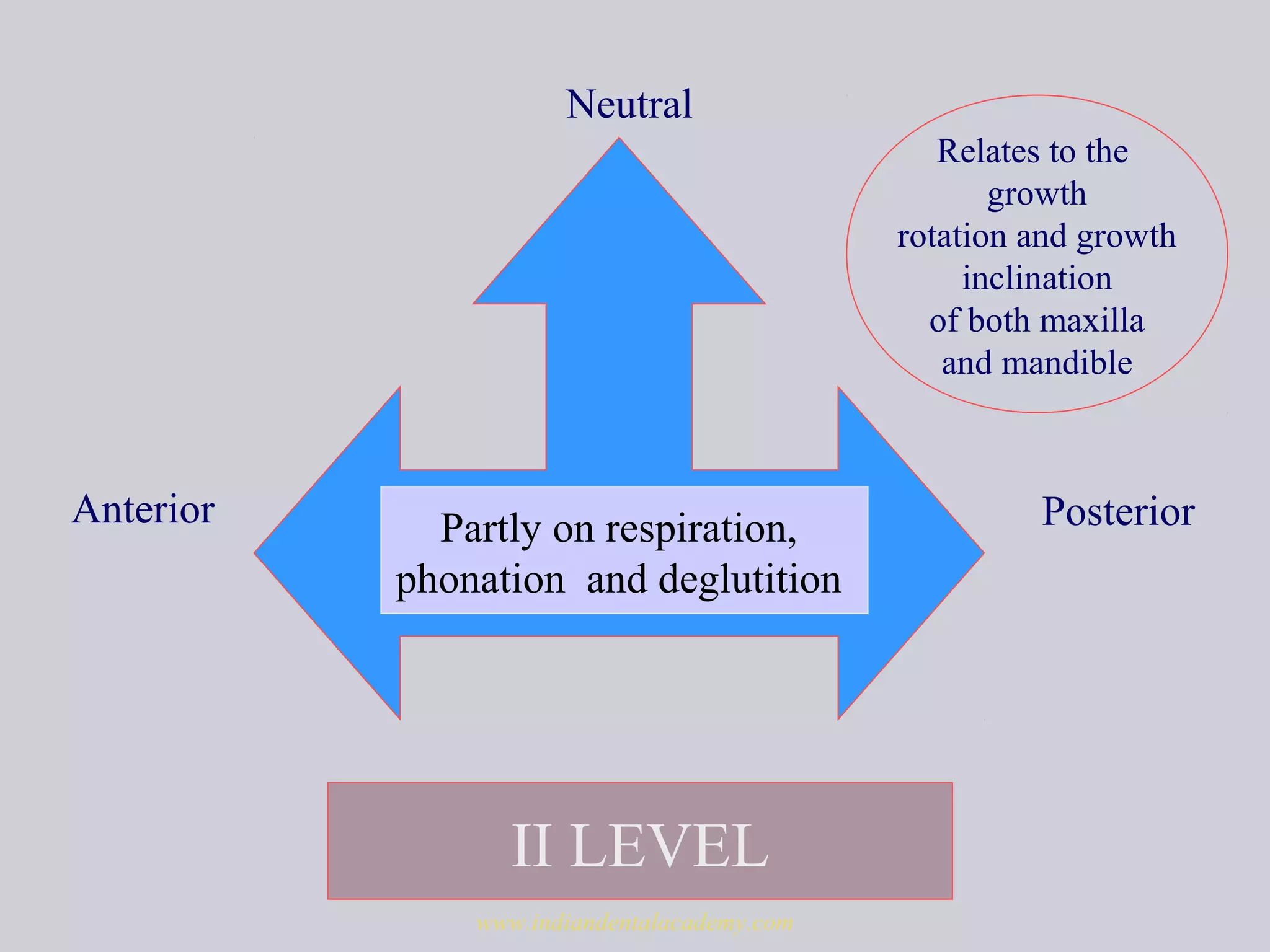 II LEVEL
PosteriorAnterior
Neutral
Relates to the
growth
rotation and growth
inclination
of both maxilla
and mandible
Partly on respiration,
phonation and deglutition
www.indiandentalacademy.com
 