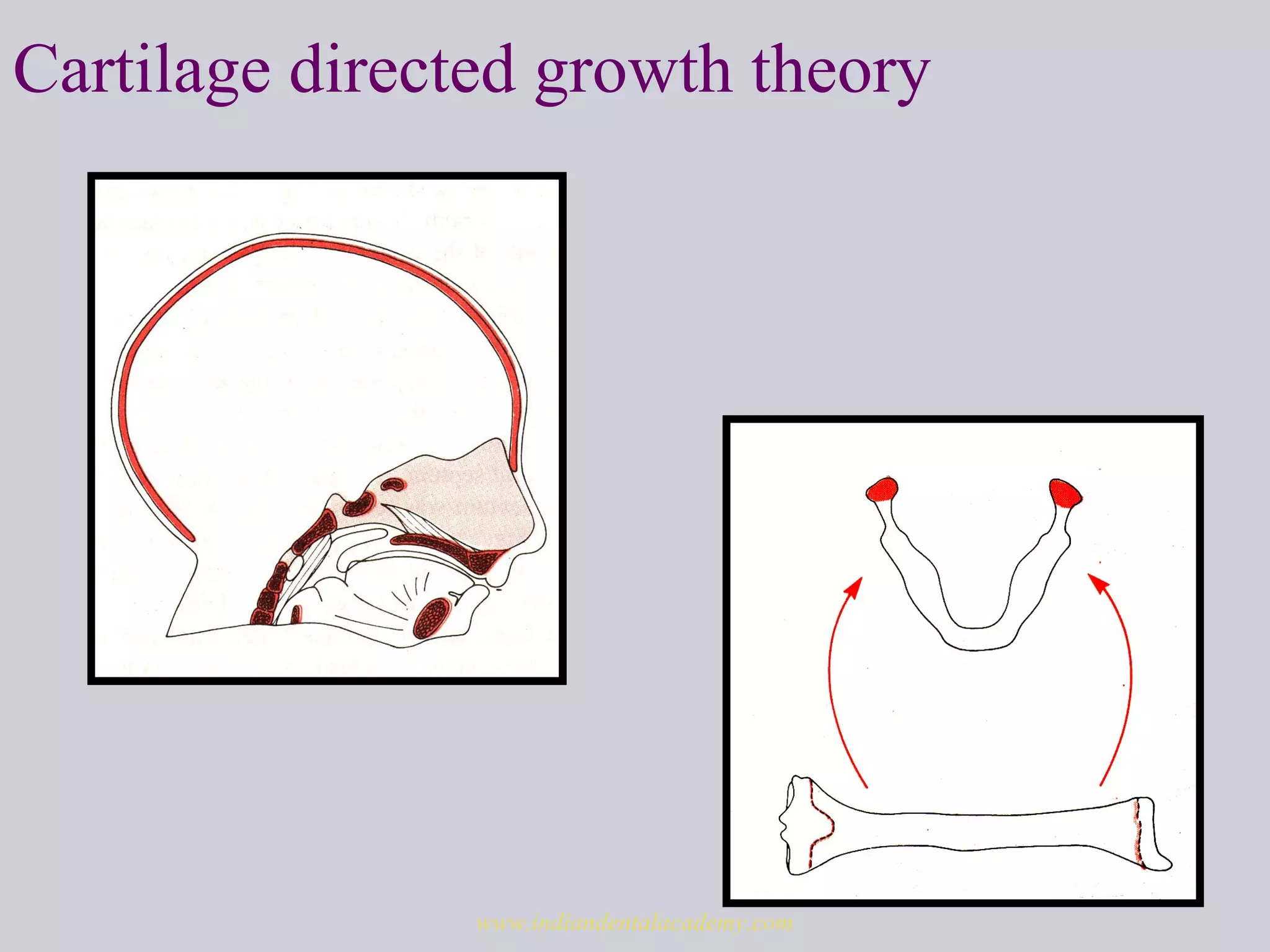 Cartilage directed growth theory
www.indiandentalacademy.com
 