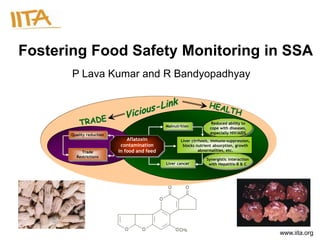 Fostering Food Safety Monitoring in SSA
       P Lava Kumar and R Bandyopadhyay



                                                                     Reduced ability to
                                              Malnutrition
                                                                    cope with diseases,
       Quality reduction                                            especially HIV/AIDS
                               Aflatoxin             Liver cirrhosis, immuno-suppression,
                            contamination             blocks nutrient absorption, growth
           Trade           in food and feed                    abnormalities, etc.
         Restrictions
                                                                  Synergistic interaction
                                              Liver cancer         with Hepatitis-B & C




                                                                                            www.iita.org
 
