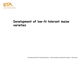 Development of low-N tolerant maize
varieties




         International Institute of Tropical Agriculture – Institut international d’agriculture tropicale – www.iita.org
 