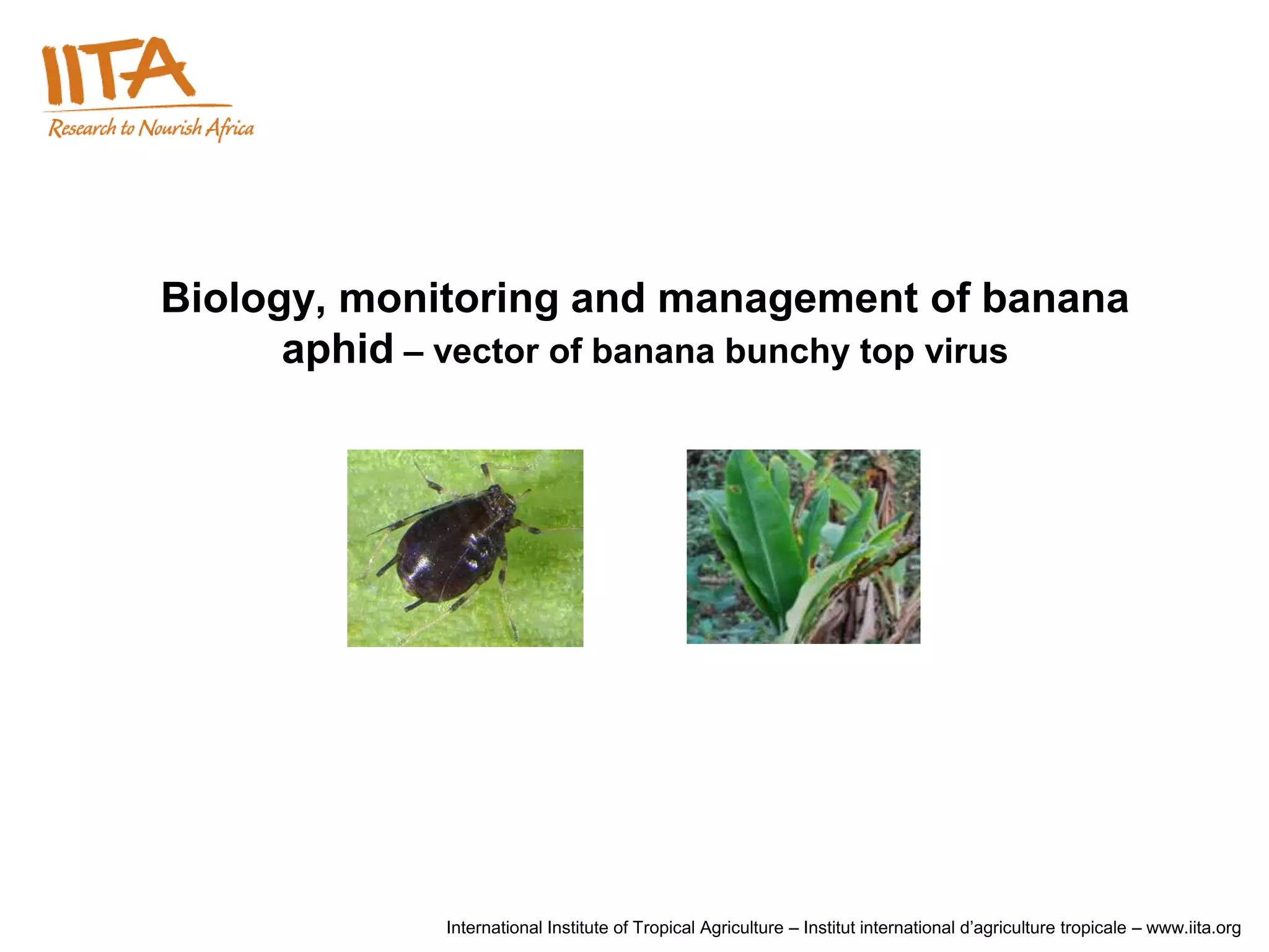 Biology, monitoring and management of banana aphid …