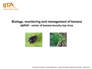 Biology, monitoring and management of banana
      aphid – vector of banana bunchy top virus




             International Institute of Tropical Agriculture – Institut international d’agriculture tropicale – www.iita.org
 