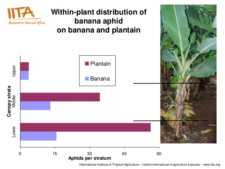 Biology, monitoring and management of banana aphid ...