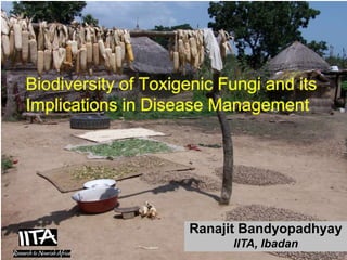 Biodiversity of Toxigenic Fungi and its
Implications in Disease Management




                                              Ranajit Bandyopadhyay
                                                                    IITA, Ibadan
            International Institute of Tropical Agriculture – Institut international d’agriculture tropicale – www.iita.org
 