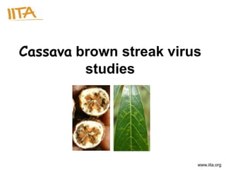 Cassava brown streak virus
         studies




                         www.iita.org
 