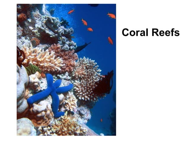 7.5 - Coral Reefs | PPT