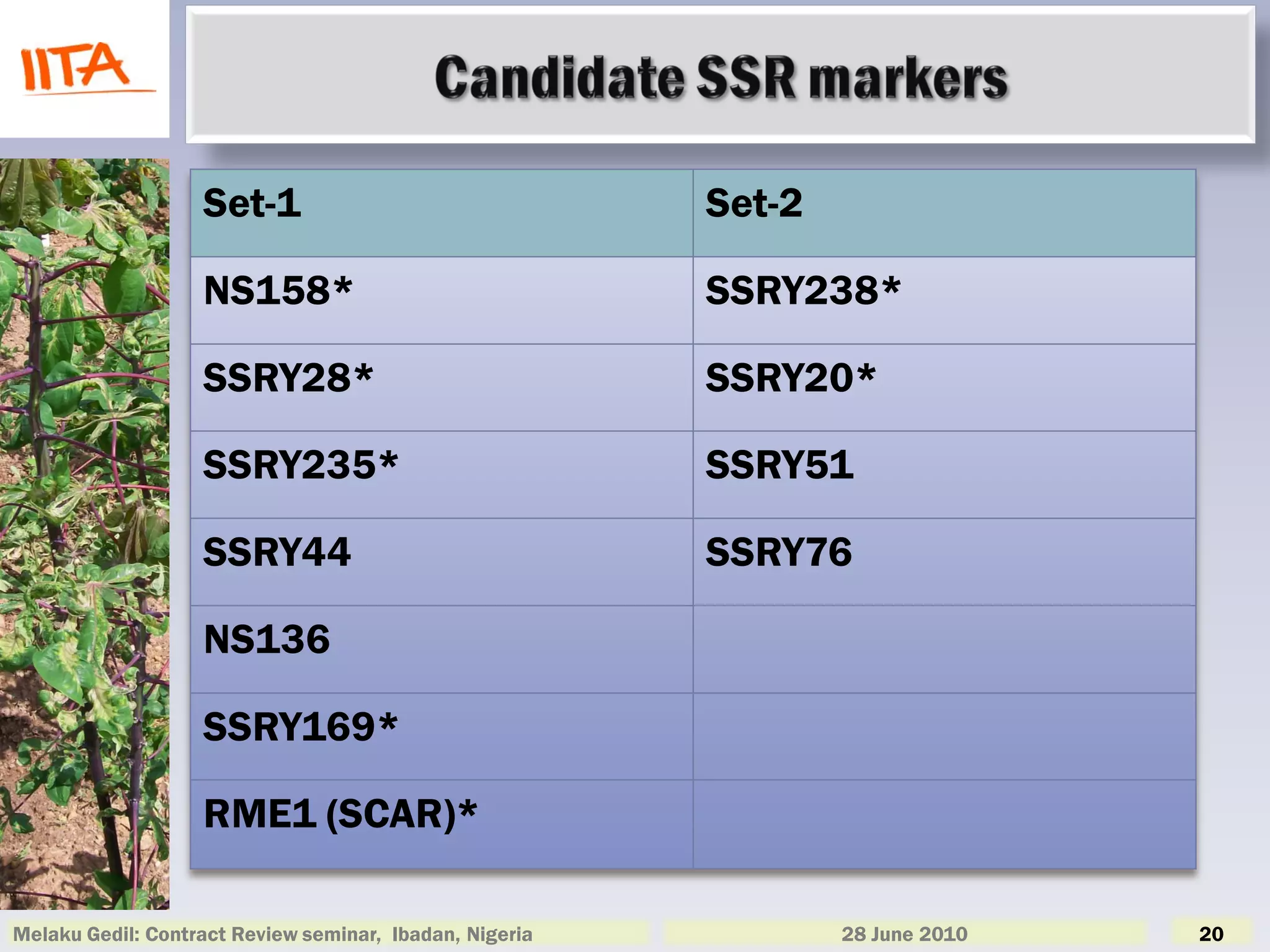 Set-1                                 Set-2

                   NS158*                                SSRY238*

                   SSRY28*                               SSRY20*

                   SSRY235*                              SSRY51

                   SSRY44                                SSRY76

                   NS136

                   SSRY169*

                   RME1 (SCAR)*

Melaku Gedil: Contract Review seminar, Ibadan, Nigeria           28 June 2010   20
 
