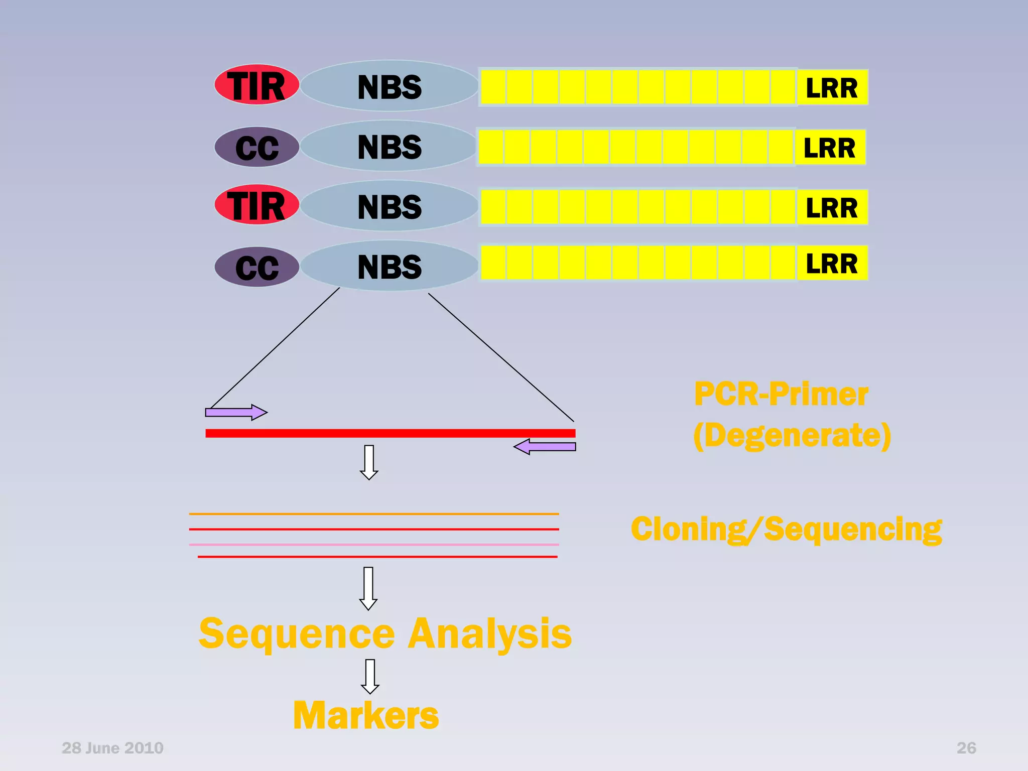 TIR      NBS                 LRR

                CC       NBS                LRR

                TIR      NBS                 LRR

                CC       NBS                 LRR



                                      PCR-Primer
                                      (Degenerate)

                                   Cloning/Sequencing


               Sequence Analysis
                      Markers
28 June 2010                                            26
 