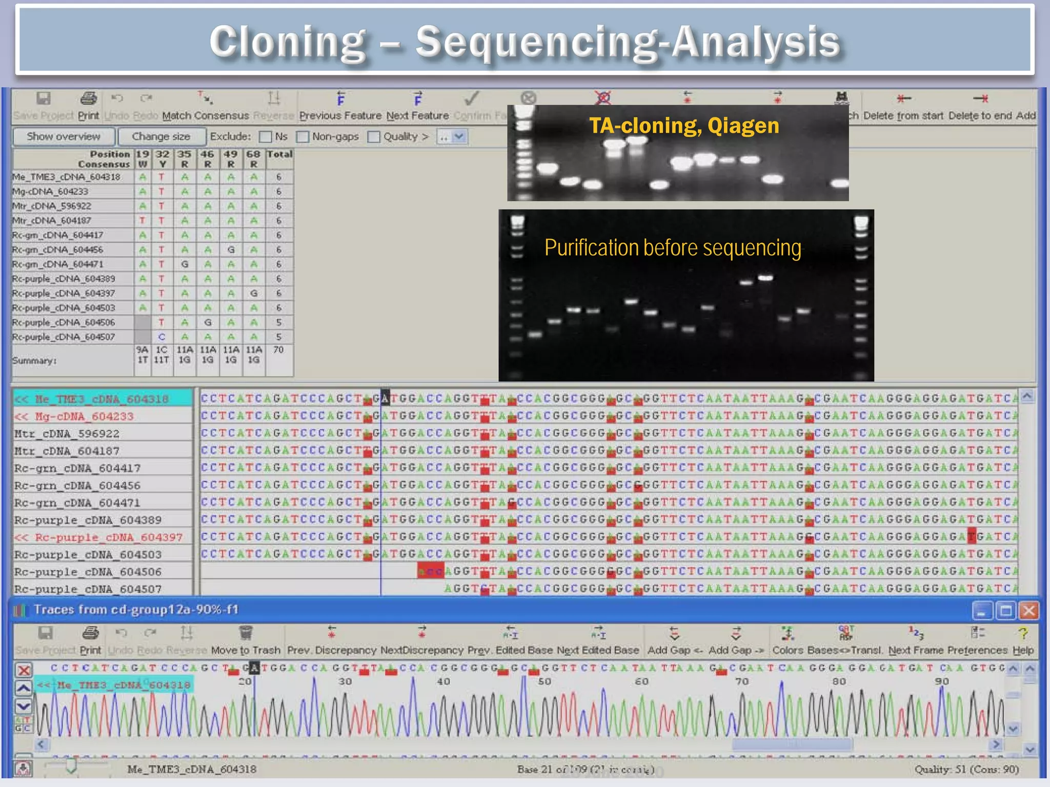 TA-cloning, Qiagen




Purification before sequencing




 28 June 2010
 