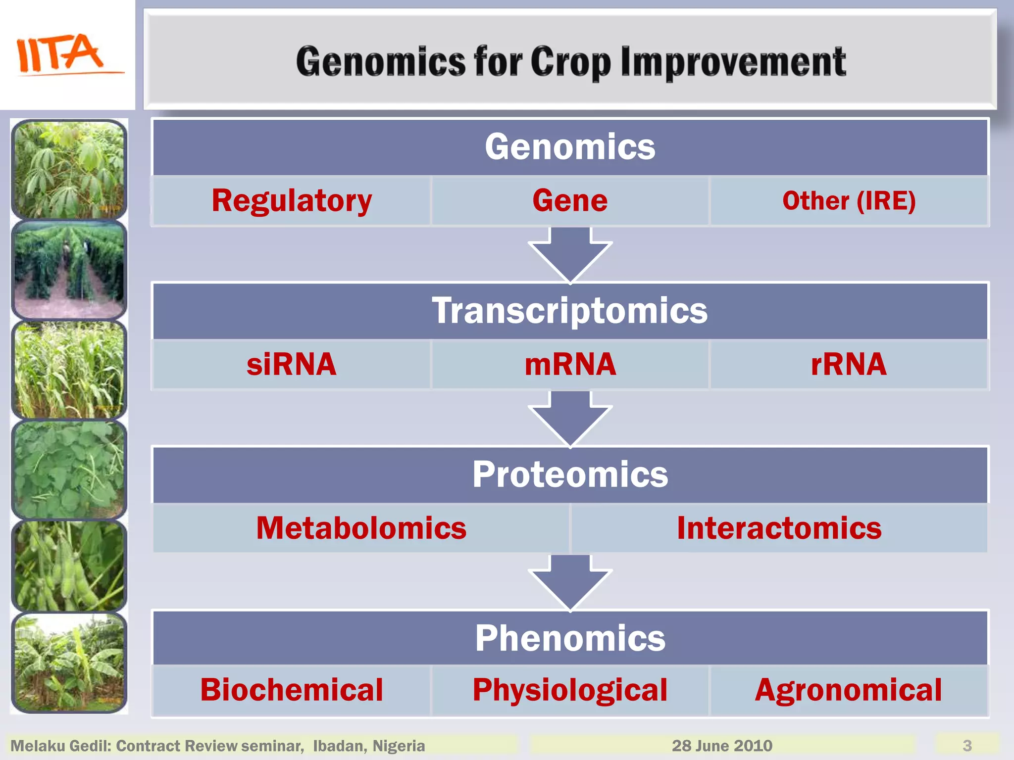 Genomics
                          Regulatory                          Gene                        Other (IRE)



                                                         Transcriptomics
                              siRNA                           mRNA                          rRNA


                                                           Proteomics
                               Metabolomics                                Interactomics


                                                           Phenomics
                        Biochemical                        Physiological            Agronomical
Melaku Gedil: Contract Review seminar, Ibadan, Nigeria                     28 June 2010                 3
 