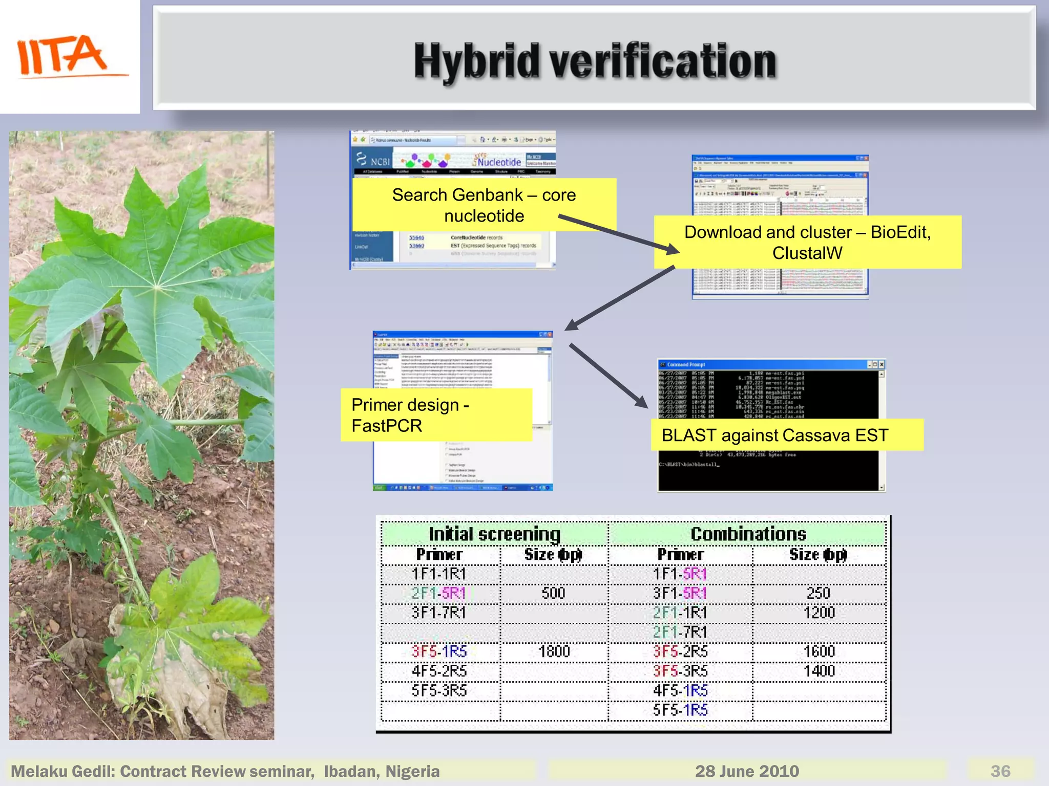 Search Genbank – core
                                                     nucleotide
                                                                         Download and cluster – BioEdit,
                                                                                   ClustalW




                                          Primer design -
                                          FastPCR
                                                                       BLAST against Cassava EST




Melaku Gedil: Contract Review seminar, Ibadan, Nigeria                    28 June 2010                     36
 