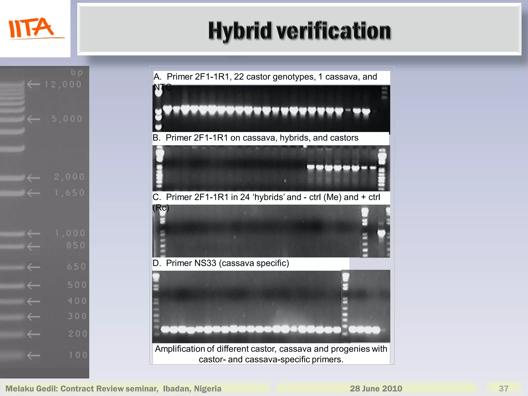 A. Primer 2F1-1R1, 22 castor genotypes, 1 cassava, and
                                     NTC




                                    B. Primer 2F1-1R1 on cassava, hybrids, and castors




                                    C. Primer 2F1-1R1 in 24 ‘hybrids’ and - ctrl (Me) and + ctrl
                                    (Rc)




                                    D. Primer NS33 (cassava specific)




                                     Amplification of different castor, cassava and progenies with
                                                 castor- and cassava-specific primers.


Melaku Gedil: Contract Review seminar, Ibadan, Nigeria                                  28 June 2010   37
 