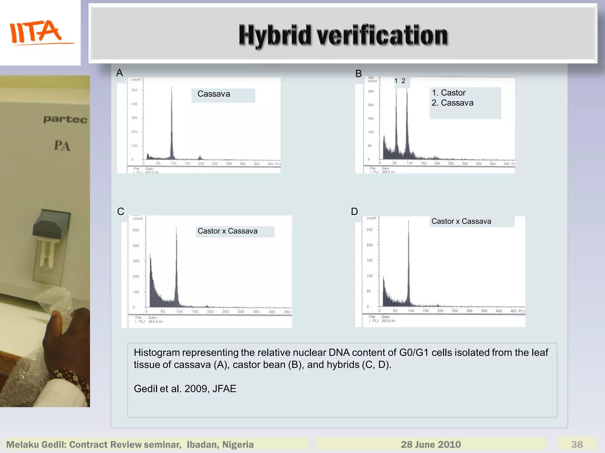 A                                                    B
                                                                                      1 2

                                          Cassava                                             1. Castor
                                                                                              2. Cassava




                        C                                                   D
                                                                                              Castor x Cassava
                                          Castor x Cassava




                            Histogram representing the relative nuclear DNA content of G0/G1 cells isolated from the leaf
                            tissue of cassava (A), castor bean (B), and hybrids (C, D).

                            Gedil et al. 2009, JFAE




Melaku Gedil: Contract Review seminar, Ibadan, Nigeria                                 28 June 2010                         38
 