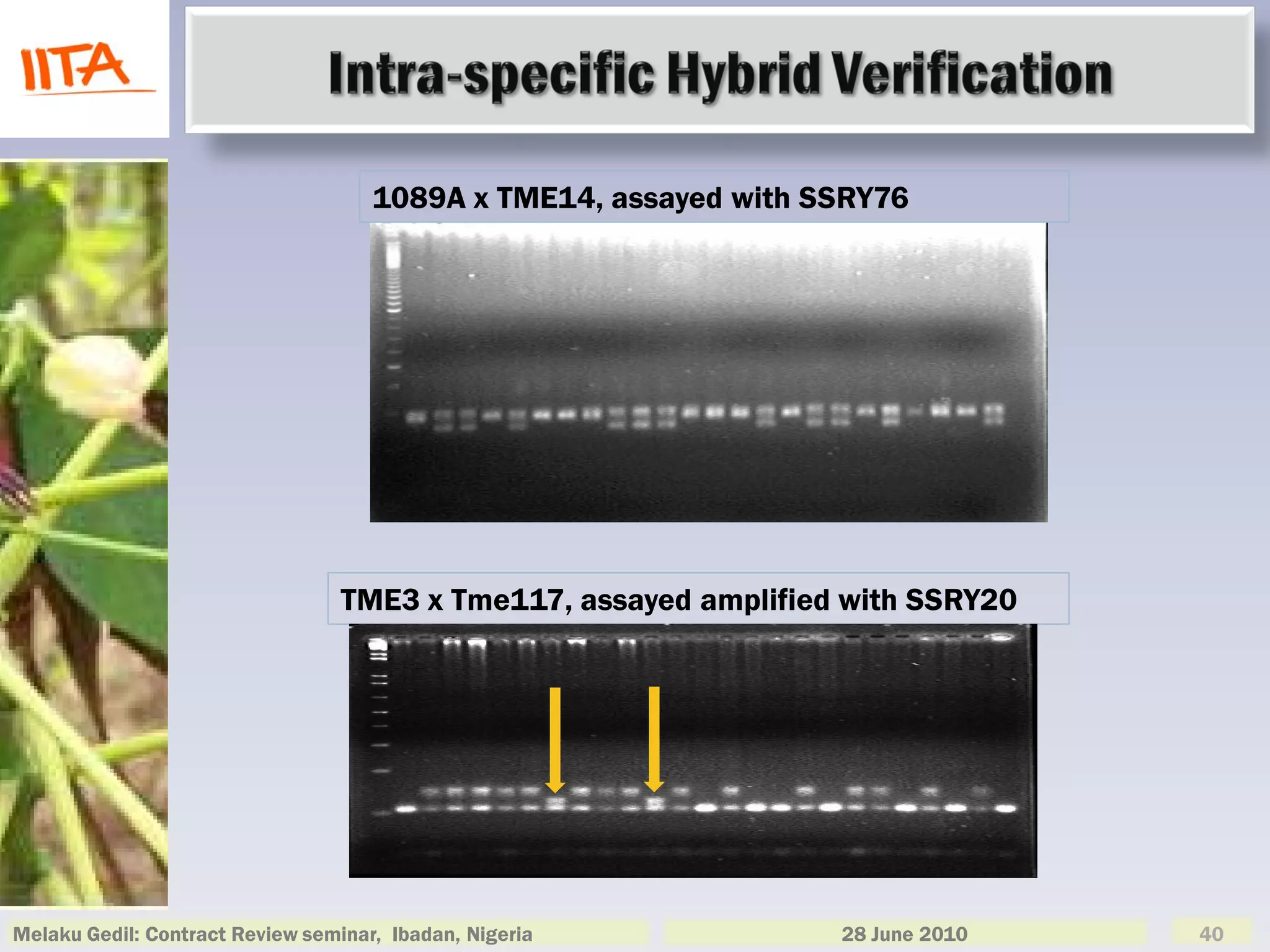 1089A x TME14, assayed with SSRY76




                                  TME3 x Tme117, assayed amplified with SSRY20




Melaku Gedil: Contract Review seminar, Ibadan, Nigeria            28 June 2010   40
 
