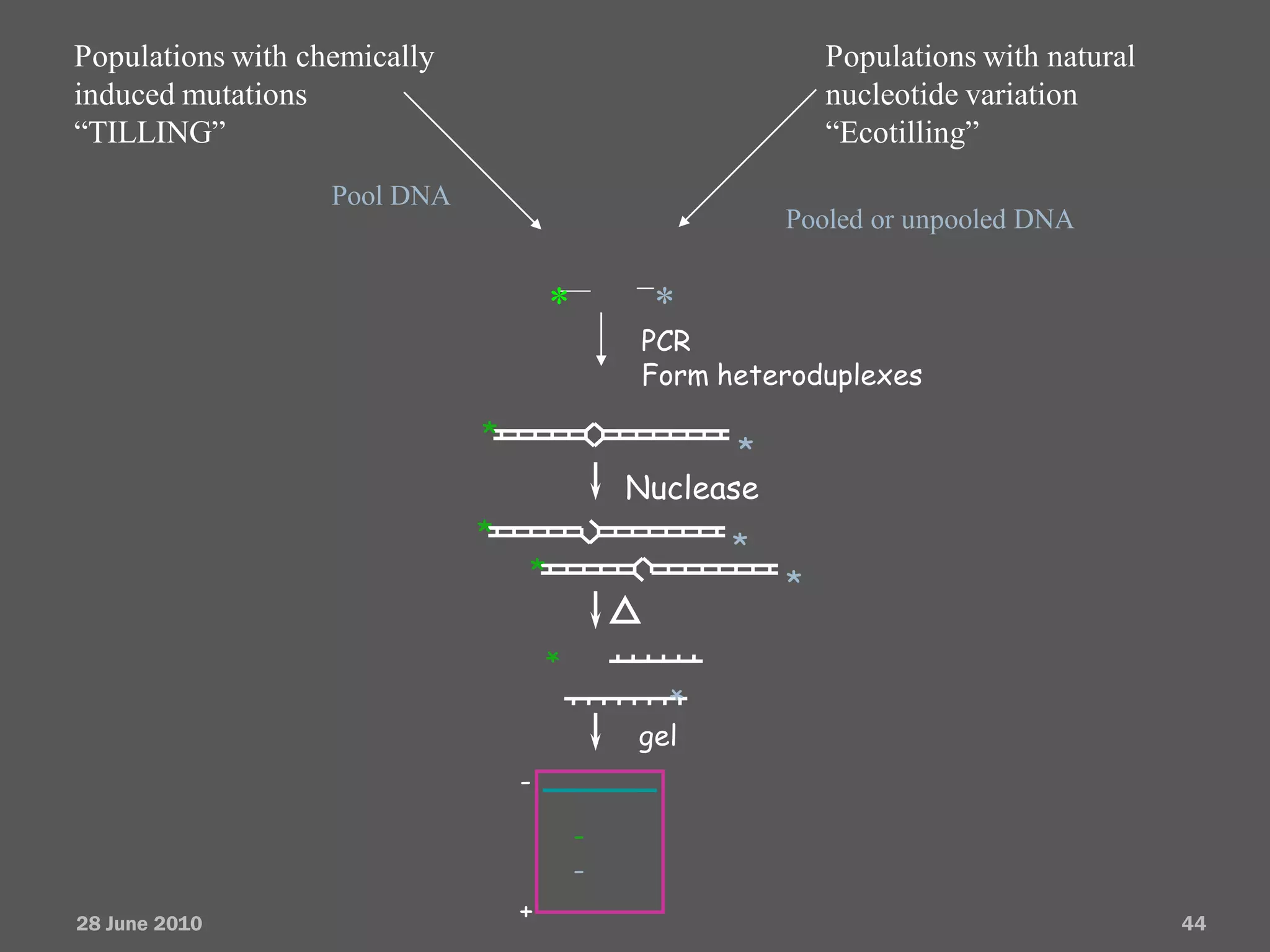 Populations with chemically                                  Populations with natural
induced mutations                                            nucleotide variation
“TILLING”                                                    “Ecotilling”
                   Pool DNA
                                                         Pooled or unpooled DNA


                                      *        *
                                              PCR
                                              Form heteroduplexes

                              *
                                                     *
                                              Nuclease
                              *                     *
                                  *                      *
                                      *
                                                *

                                              gel
                                  -
                                          -
                                          -
28 June 2010                      +                                                     44
 