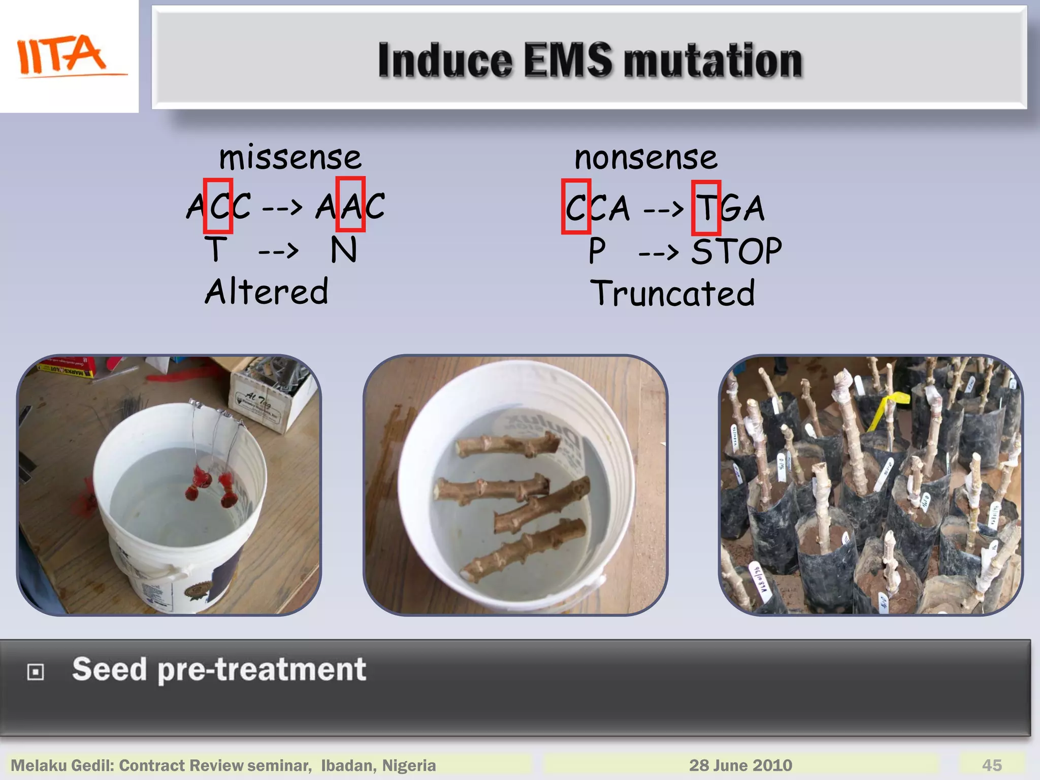missense                          nonsense
                     ACC --> AAC                         CCA --> TGA
                      T --> N                             P --> STOP
                      Altered                             Truncated




Melaku Gedil: Contract Review seminar, Ibadan, Nigeria         28 June 2010   45
 