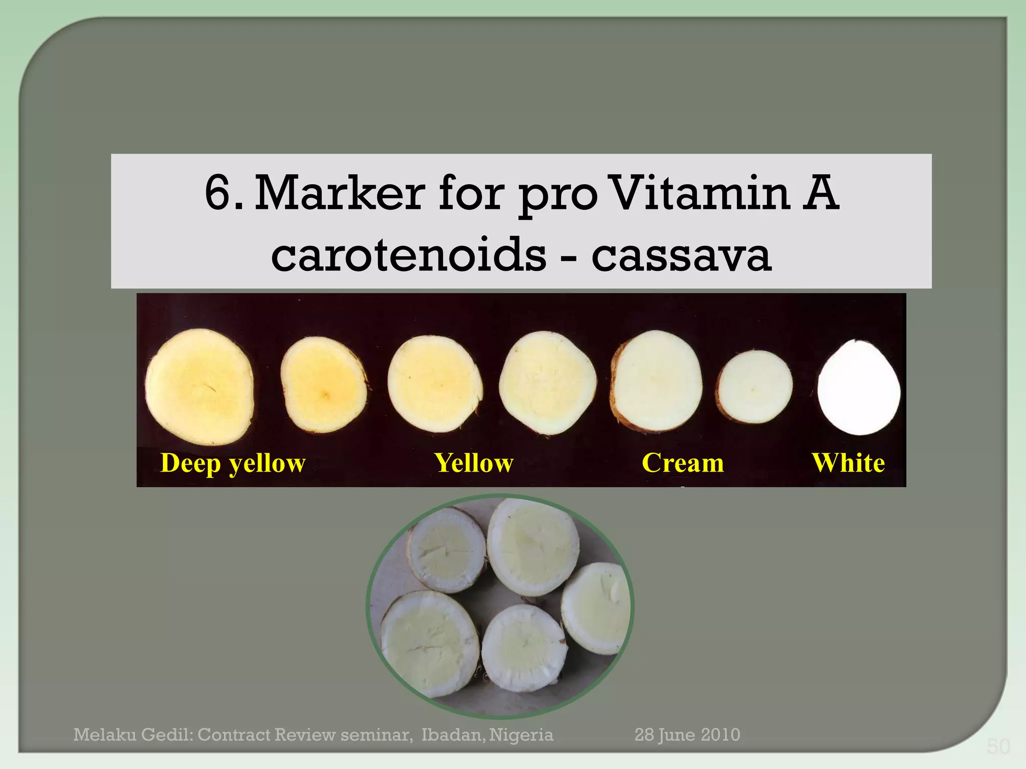 6. Marker for pro Vitamin A
                 carotenoids - cassava


         Deep yellow                    Yellow           Cream          White




Melaku Gedil: Contract Review seminar, Ibadan, Nigeria   28 June 2010
                                                                                50
 