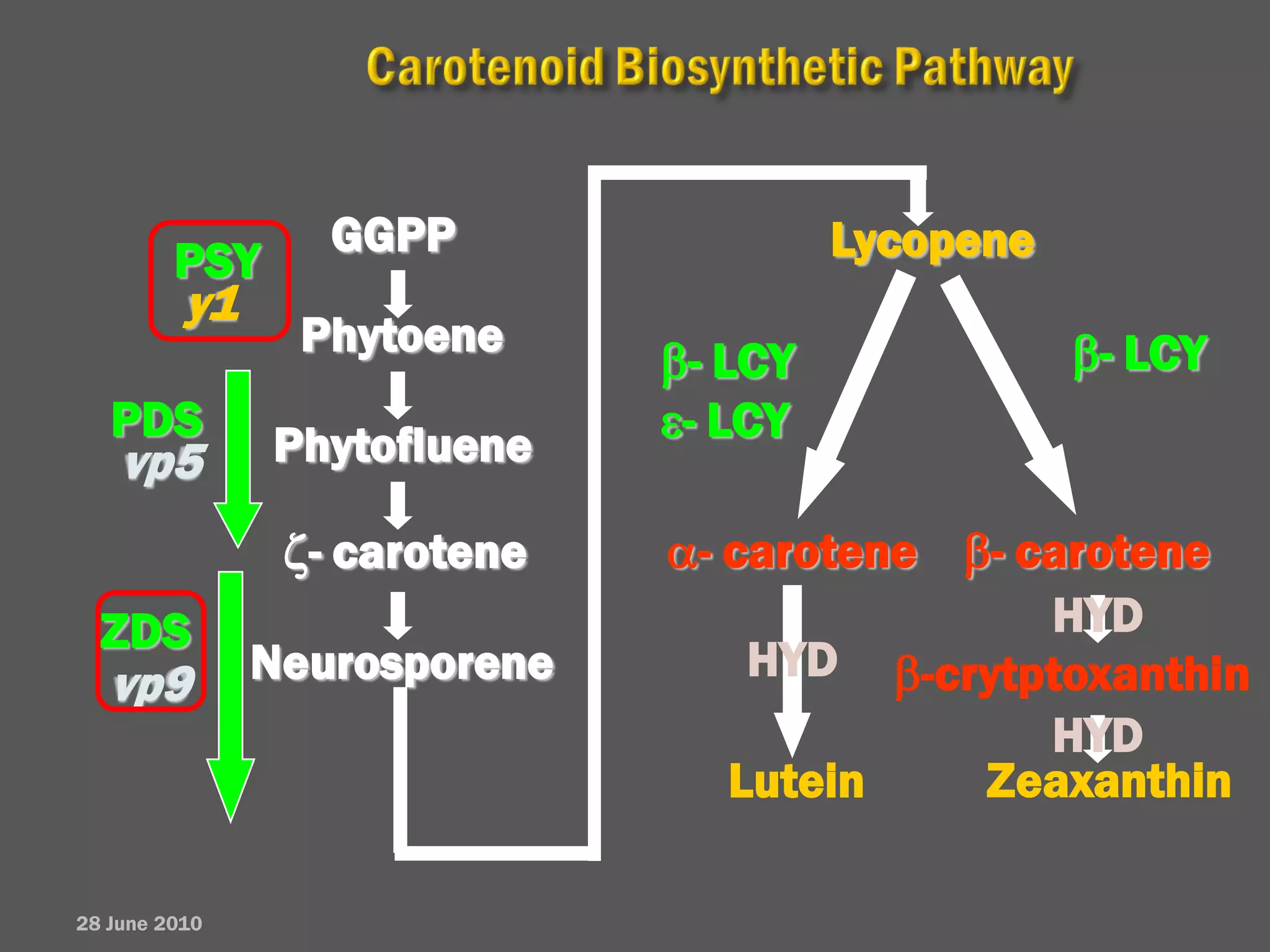 GGPP                 Lycopene
         PSY
          y1
                Phytoene                          β- LCY
                              β- LCY
   PDS
               Phytofluene    ε- LCY
    vp5
                ζ- carotene   α- carotene β- carotene
  ZDS                                         HYD
   vp9         Neurosporene       HYD β-crytptoxanthin
                                              HYD
                                 Lutein    Zeaxanthin

28 June 2010
 