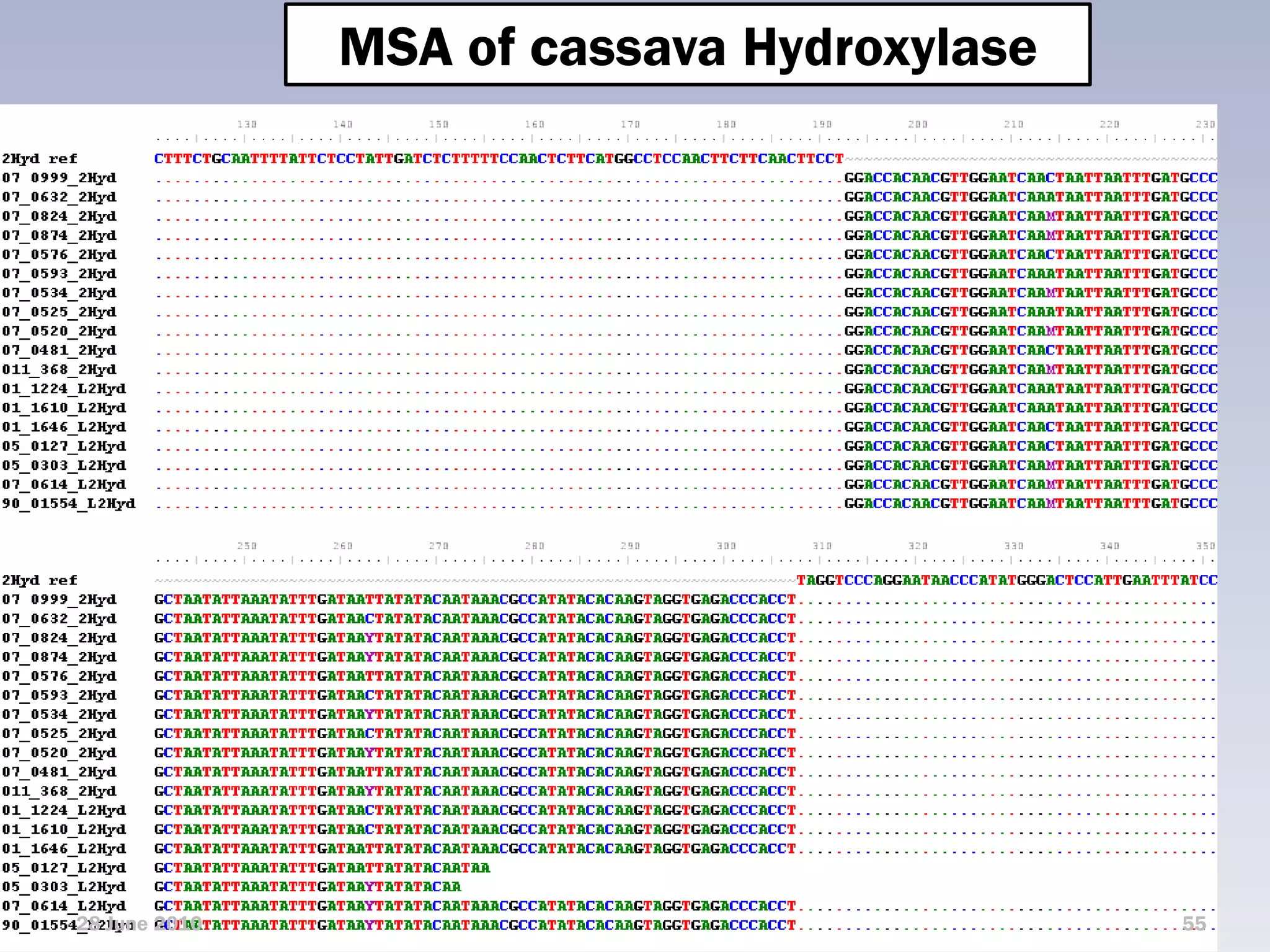 MSA of cassava Hydroxylase




28 June 2010                                55
 