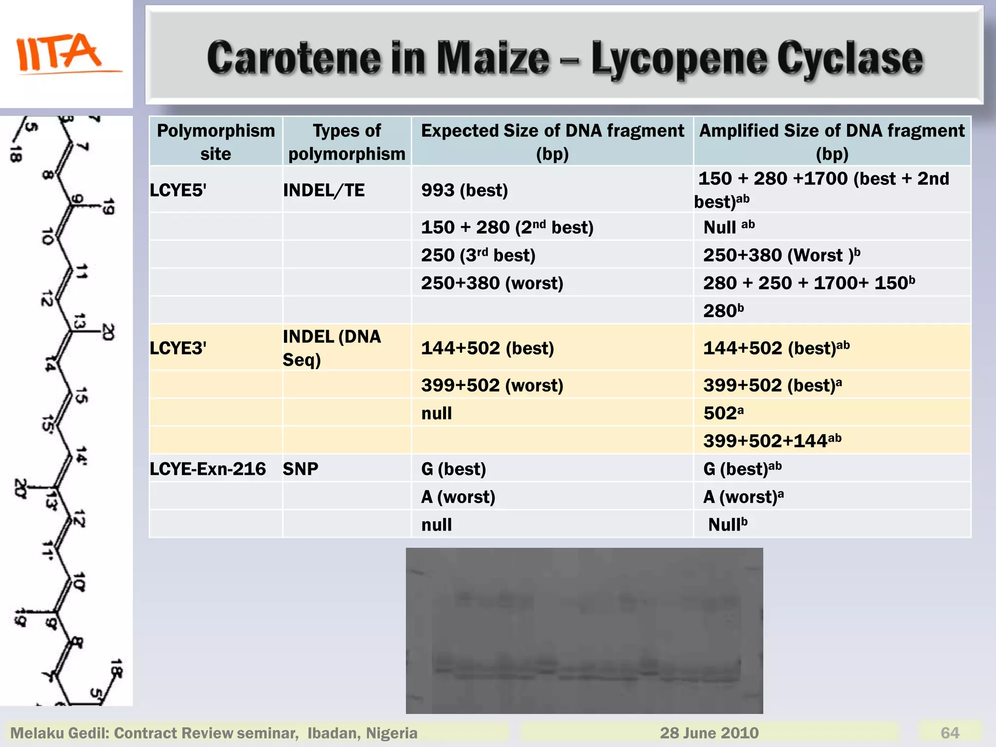 Polymorphism     Types of  Expected Size of DNA fragment Amplified Size of DNA fragment
                        site     polymorphism                (bp)                         (bp)
                                                                            150 + 280 +1700 (best + 2nd
                  LCYE5'        INDEL/TE      993 (best)
                                                                            best)ab
                                              150 + 280 (2nd best)           Null ab
                                              250 (3rd best)                 250+380 (Worst )b
                                              250+380 (worst)                280 + 250 + 1700+ 150b
                                                                             280b
                                INDEL (DNA
                  LCYE3'                      144+502 (best)                 144+502 (best)ab
                                Seq)
                                              399+502 (worst)                399+502 (best)a
                                              null                           502a
                                                                             399+502+144ab
                  LCYE-Exn-216 SNP            G (best)                       G (best)ab
                                              A (worst)                      A (worst)a
                                              null                           Nullb




Melaku Gedil: Contract Review seminar, Ibadan, Nigeria                   28 June 2010                  64
 