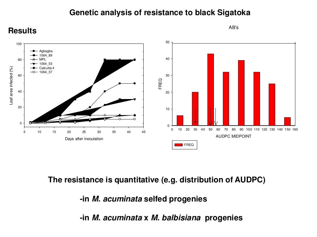 improvement of bananas (banana and plantain) at IITA Current…
