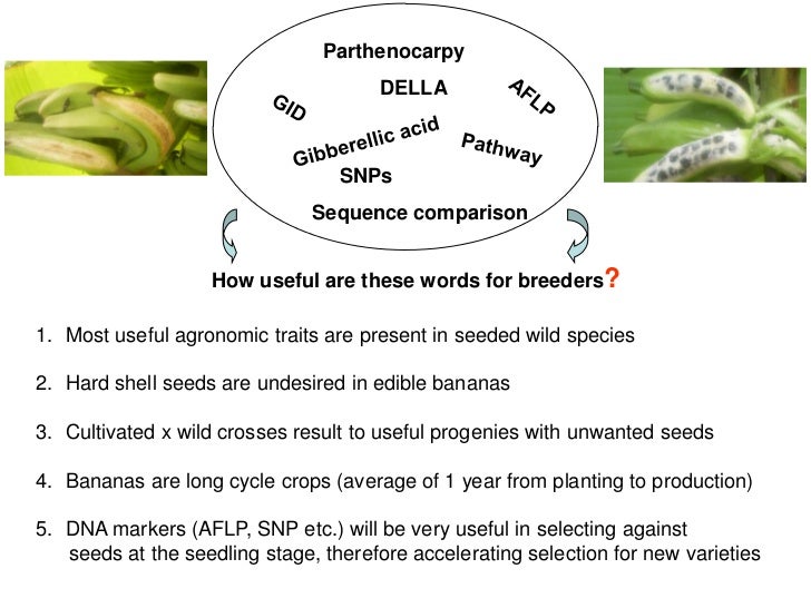 dna extraction of a musa acuminata essay Free essay: extraction of dna from onions abstract the dna extraction of a musa acuminata biology lab report \analyze and. dna extraction of a musa acuminata essay Free essay: extraction of dna from onions abstract the dna extraction of a musa acuminata biology lab report \analyze and.