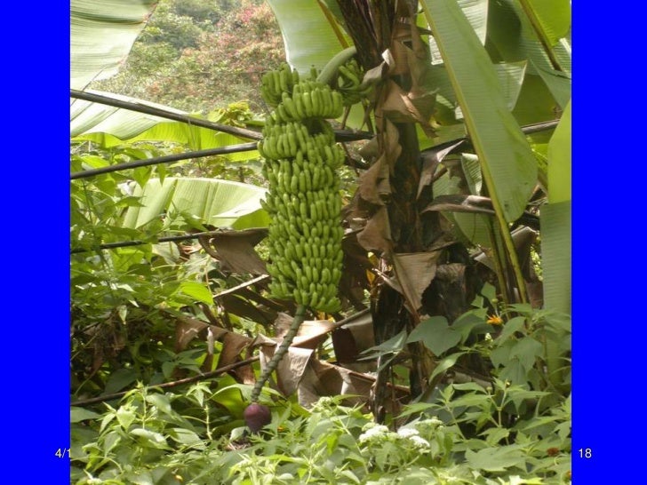 Wild Bananas, Domestication, Extinction and Breeding Possibilities