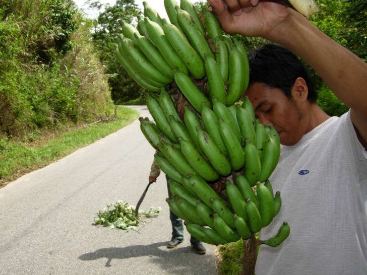 Wild Bananas, Domestication, Extinction and Breeding Possibilities