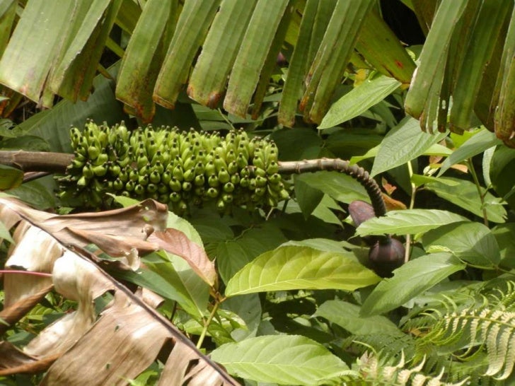 Wild Bananas, Domestication, Extinction and Breeding Possibilities