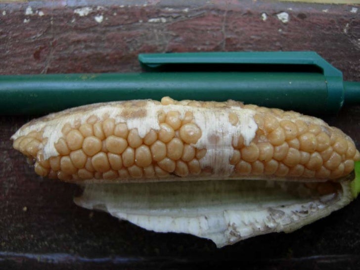 Wild Bananas, Domestication, Extinction and Breeding Possibilities