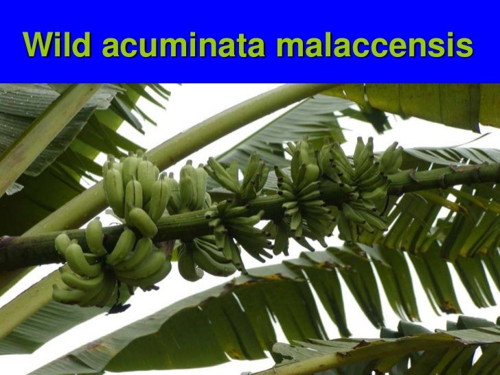 Wild Bananas, Domestication, Extinction and Breeding Possibilities
