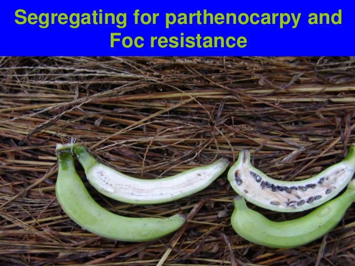 Wild Bananas, Domestication, Extinction and Breeding Possibilities