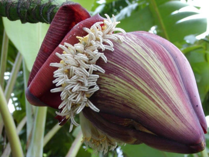 Wild Bananas, Domestication, Extinction and Breeding Possibilities