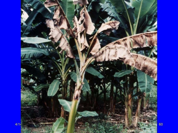 Wild Bananas, Domestication, Extinction and Breeding Possibilities