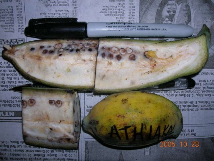 Wild Bananas, Domestication, Extinction and Breeding Possibilities