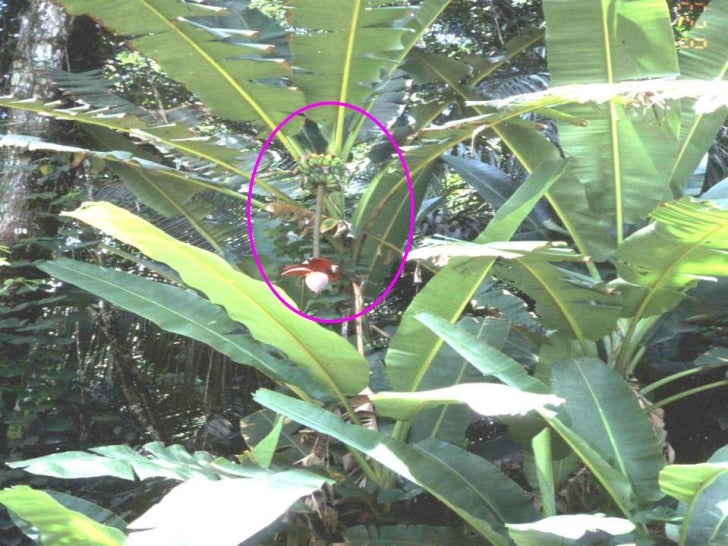 Wild Bananas, Domestication, Extinction and Breeding Possibilities