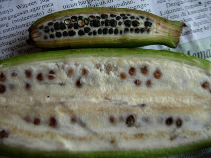 Wild Bananas, Domestication, Extinction and Breeding Possibilities