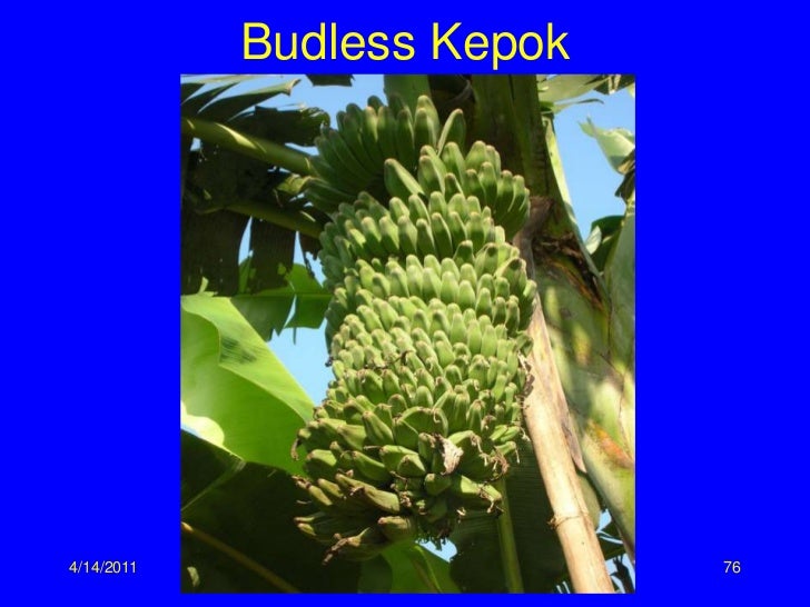 Wild Bananas, Domestication, Extinction and Breeding Possibilities