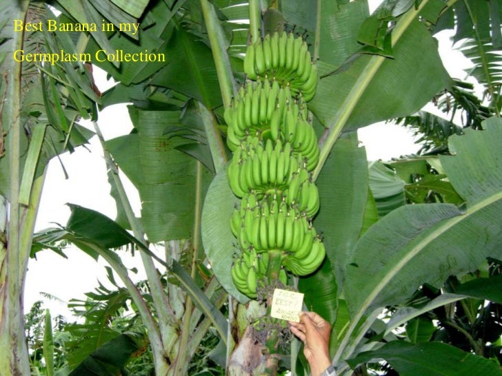 Wild Bananas, Domestication, Extinction and Breeding Possibilities